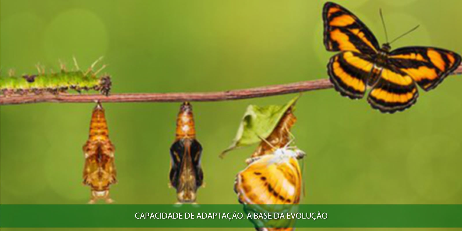 Figura 4 - CAPACIDADE DE ADAPTAÇÃO. A EVOLUÇÃO PASSA POR AQUI